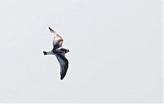 Little Gull